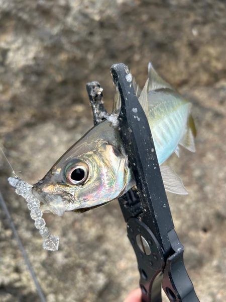 男鹿アジングandメバリング！