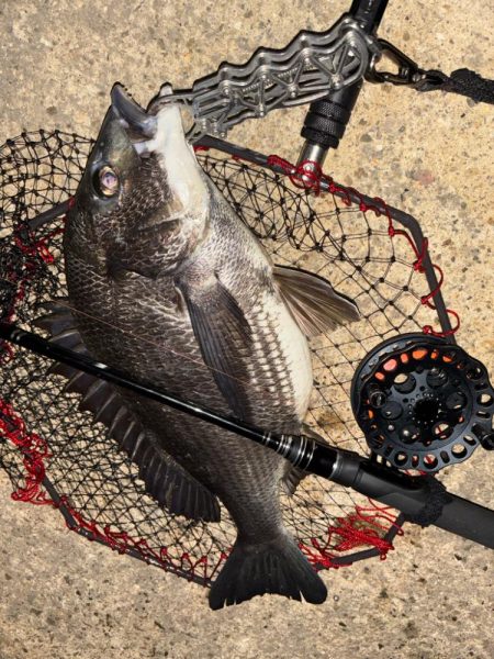 ヘチってきました