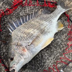 ヘチってきました