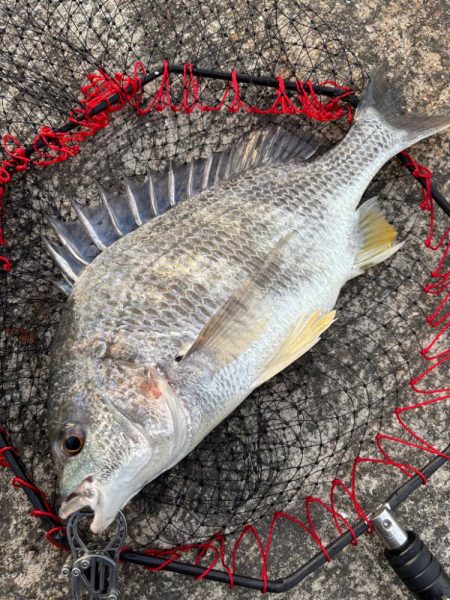 ヘチってきました