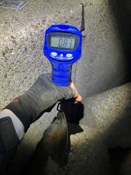 春アオリ🦑!開幕!!(^o^)/