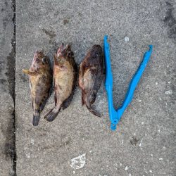 ガシリング好調でした！