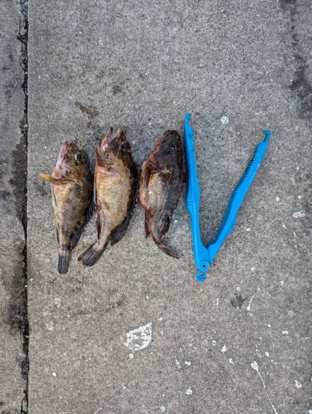 ガシリング好調でした！