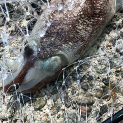 コウイカが追いかけてくる