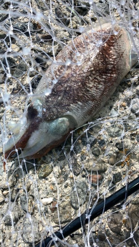 コウイカが追いかけてくる