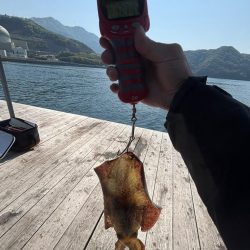 春アオリゲット