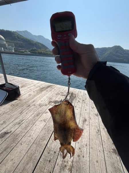 春アオリゲット