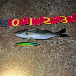 カラダの半分近くもあるルアーを食ってきた