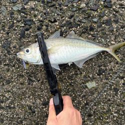 大雨夕方からのアジング