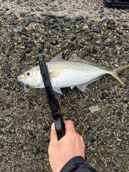 大雨夕方からのアジング