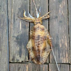 自己記録更新2485g‼️