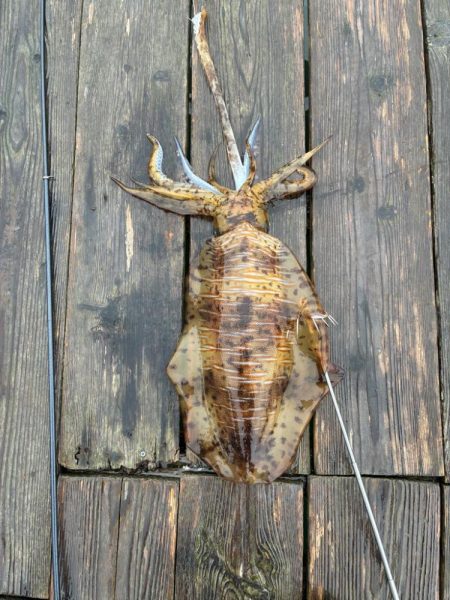 自己記録更新2485g‼️