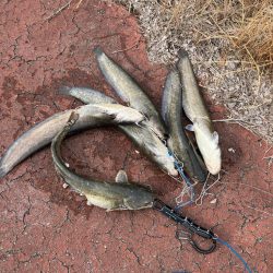 雨の後は良く釣れる