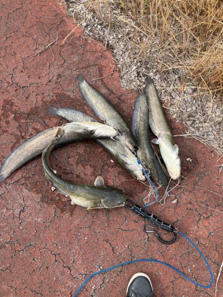 雨の後は良く釣れる