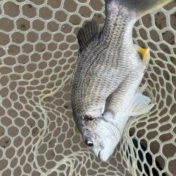 やっぱりチニング!