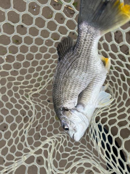 やっぱりチニング!