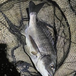 淀川ブリームゲーム