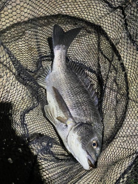 淀川ブリームゲーム