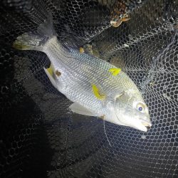 淀川ブリームゲーム