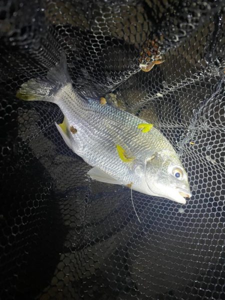 淀川ブリームゲーム