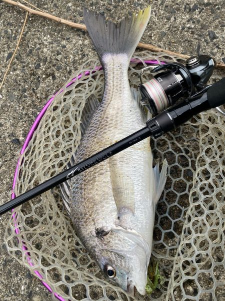 ニュータックル！