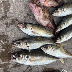 アジングでロックフィシングも！