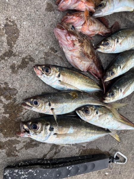 アジングでロックフィシングも！