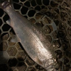 幻のサツキマス