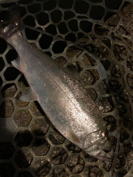 幻のサツキマス