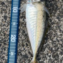 はじまりましたー٩( ᐛ )و