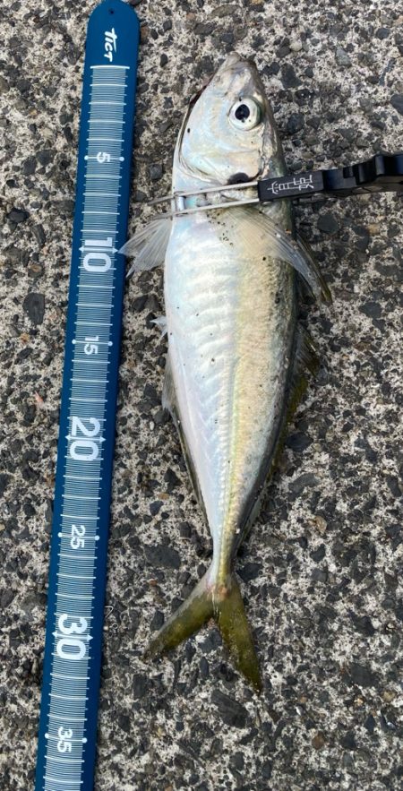 はじまりましたー٩( ᐛ )و