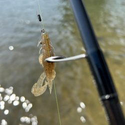 今年3枚目！(笑)