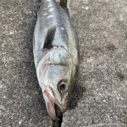 エビ撒きでセイゴ連れてます