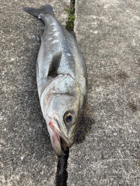 エビ撒きでセイゴ連れてます