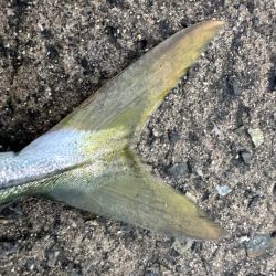 ライトショアジギング