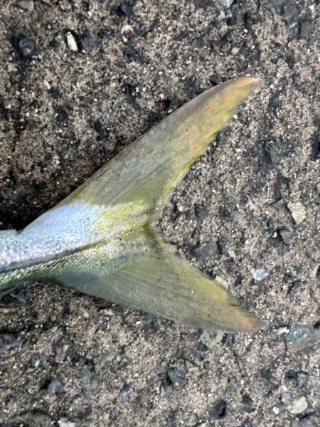 ライトショアジギング