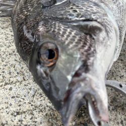 チヌ好調です♪