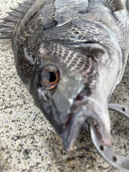 チヌ好調です♪