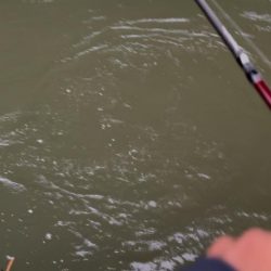 約一か月ぶりのシーバスくんに歓喜！