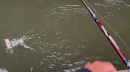 約一か月ぶりのシーバスくんに歓喜！