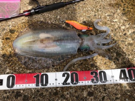 まさかのサイトでキロキャッチ