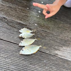 サビキ釣りとノマセ