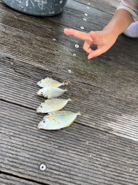 サビキ釣りとノマセ