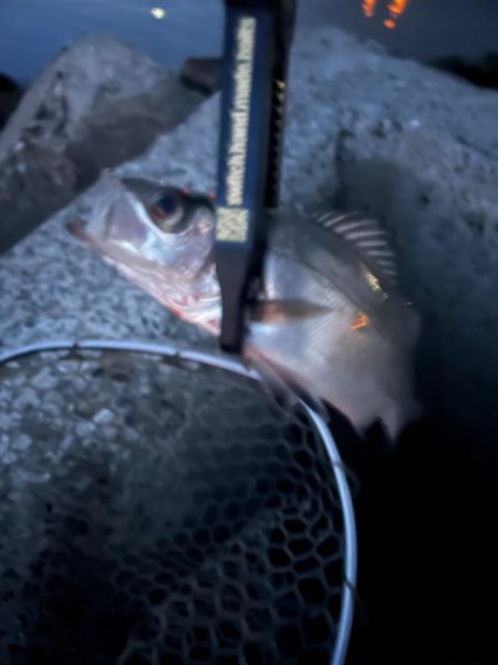 雨上がりメバリング