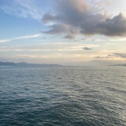 今日もタチウオ