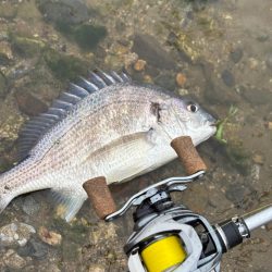 春爆？チニング