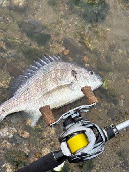 春爆？チニング