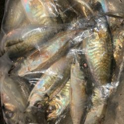 アジを追いかけて