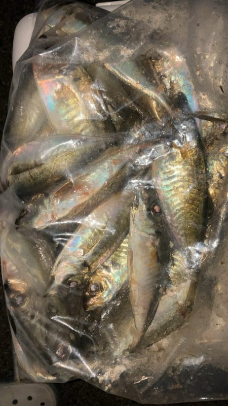 アジを追いかけて