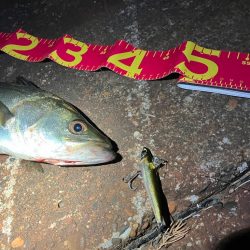 久しぶりに60を超えたか⁉︎